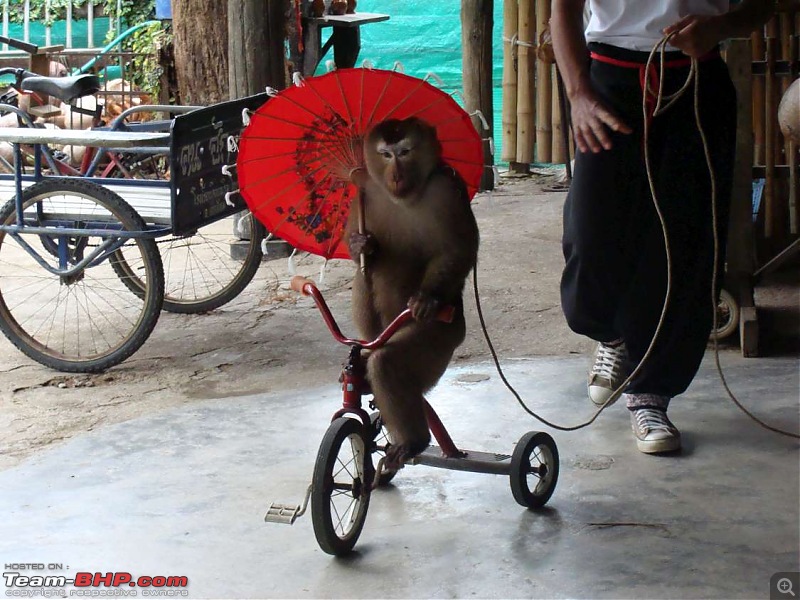 10 days across Thailand (2009) - and 8 more days (2011)-monkey-7k100.jpg