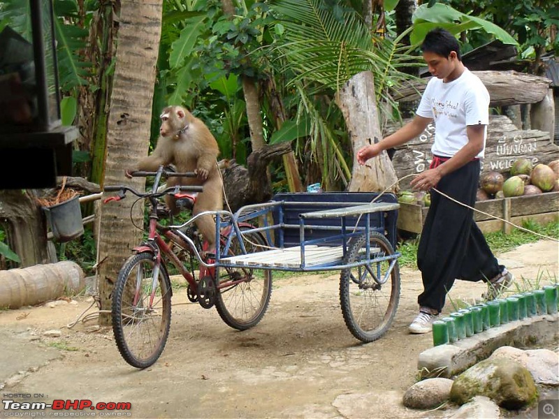 10 days across Thailand (2009) - and 8 more days (2011)-monkey-11k100.jpg
