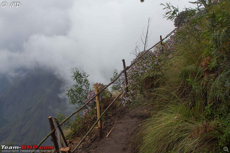 Munnar 2018: Neelakurinji, a flower that blooms once in 12 years-img_6166.jpg