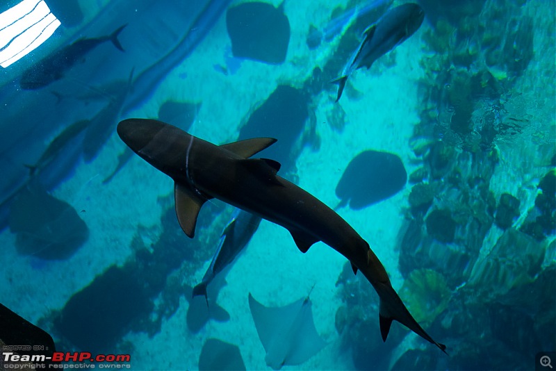 I went to Dubai and came back gobsmacked!-shark-view.jpg