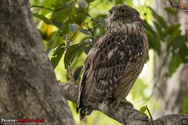 Wandering in the wild : Ahmedabad to Bandhavgarh-_dsc5374.jpg