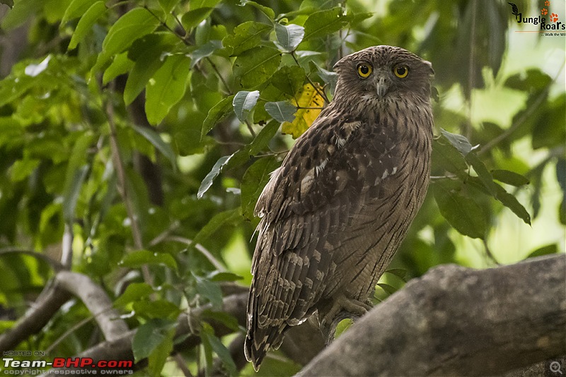 Wandering in the wild : Ahmedabad to Bandhavgarh-_dsc5377.jpg