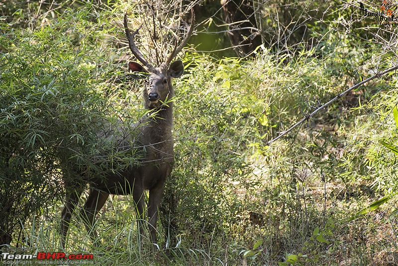 Wandering in the wild : Ahmedabad to Bandhavgarh-_dsc5403.jpg