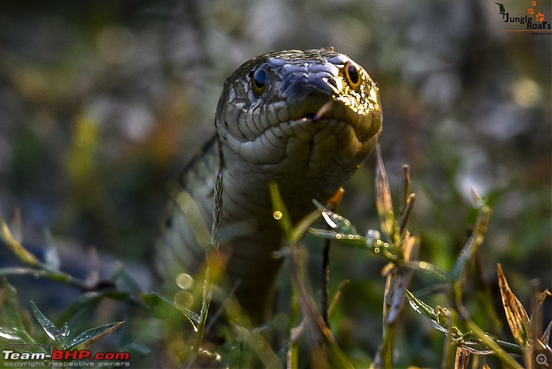 Wandering in the wild : Ahmedabad to Bandhavgarh-_dsc5097.jpg