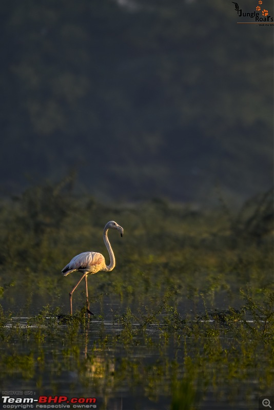 Wandering in the wild : Ahmedabad to Bandhavgarh-_dsc5110.jpg