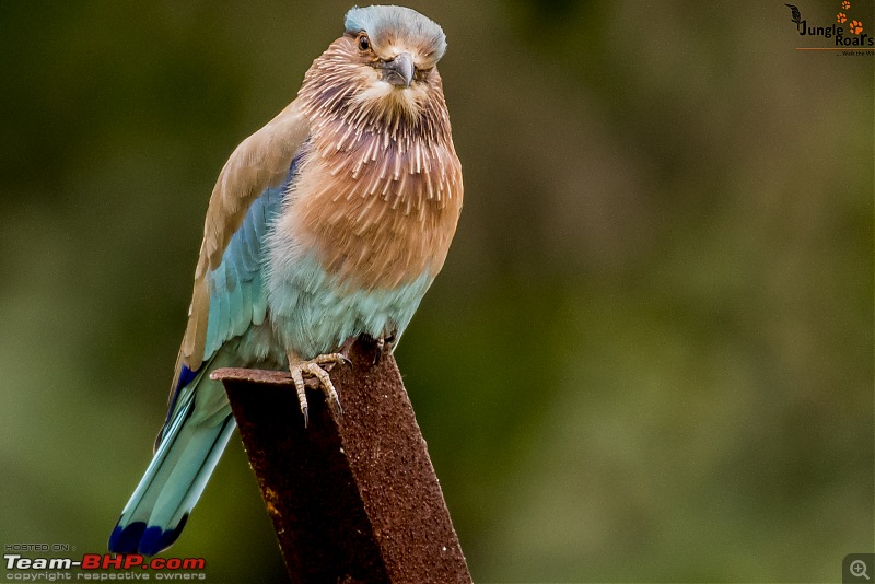 Wandering in the wild : Ahmedabad to Bandhavgarh-_dsc5316.jpg