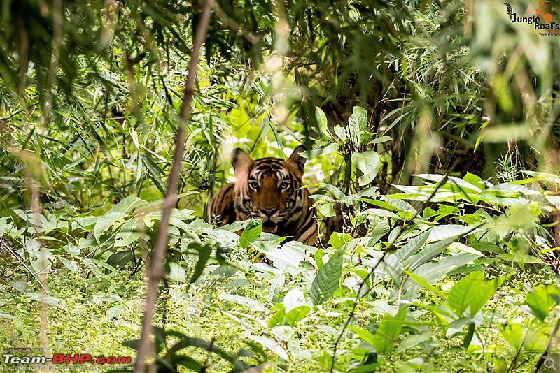 Wandering in the wild : Ahmedabad to Bandhavgarh-_dsc5319.jpg