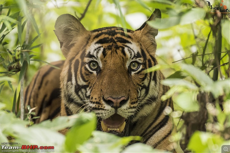 Wandering in the wild : Ahmedabad to Bandhavgarh-_dsc5321.jpg