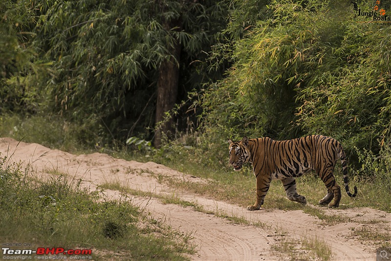 Wandering in the wild : Ahmedabad to Bandhavgarh-_dsc5327.jpg