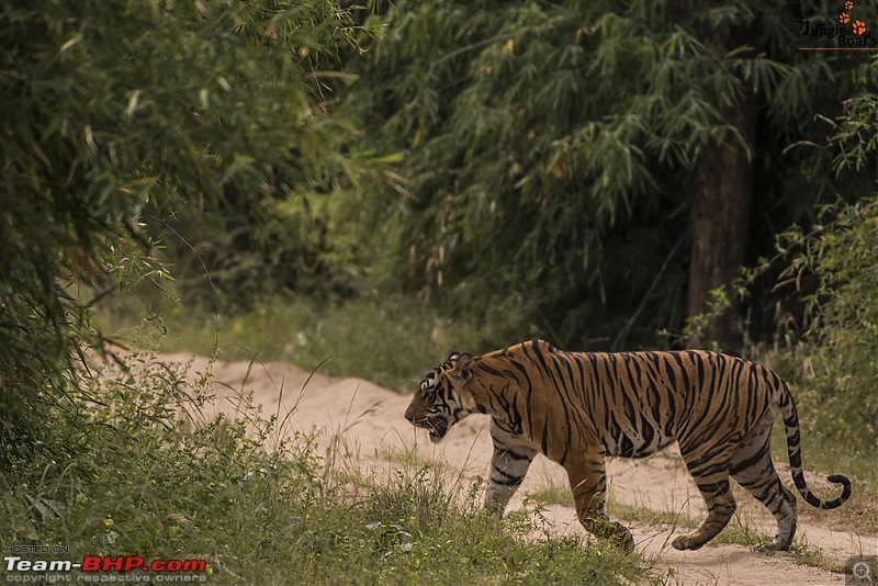 Wandering in the wild : Ahmedabad to Bandhavgarh-_dsc5329.jpg