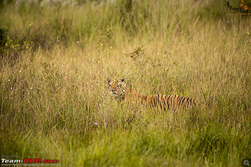 Wandering in the wild : Ahmedabad to Bandhavgarh-_dsc5333.jpg