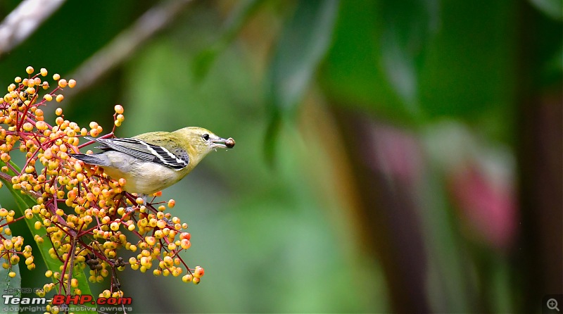 Trip to Birders Heaven - Costa Rica-_dsc7091.jpg
