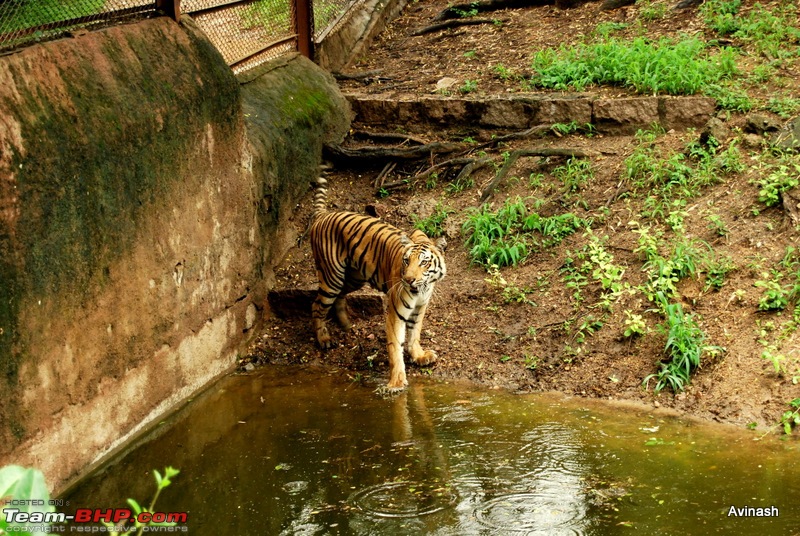 Hyderabad Zoo : A Photoblog-dsc_8401.jpg