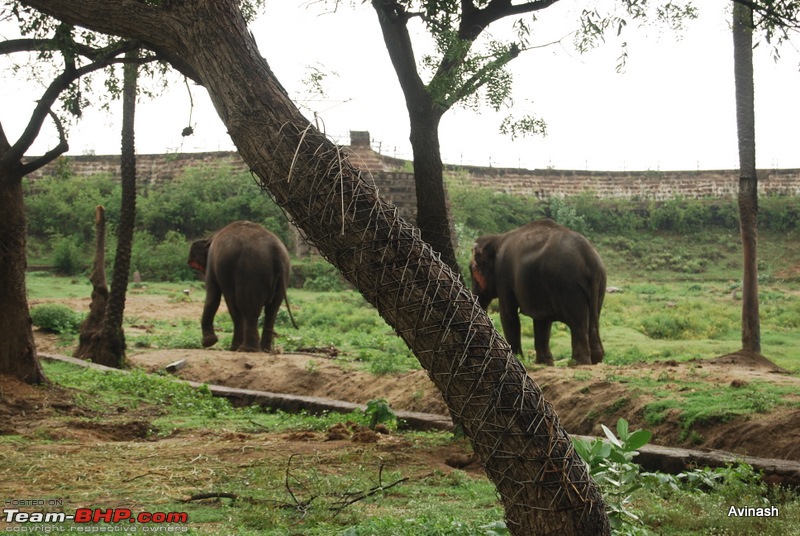 Hyderabad Zoo : A Photoblog-dsc_8427.jpg