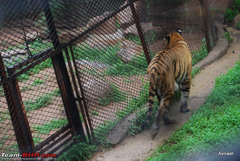 Hyderabad Zoo : A Photoblog-dsc_8446.jpg