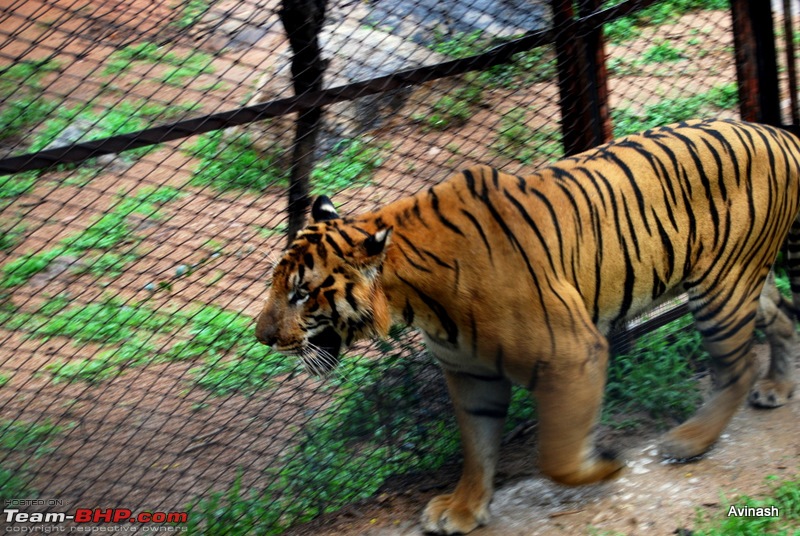 Hyderabad Zoo : A Photoblog-dsc_8454.jpg