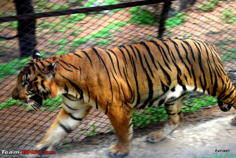 Hyderabad Zoo : A Photoblog-dsc_8455.jpg