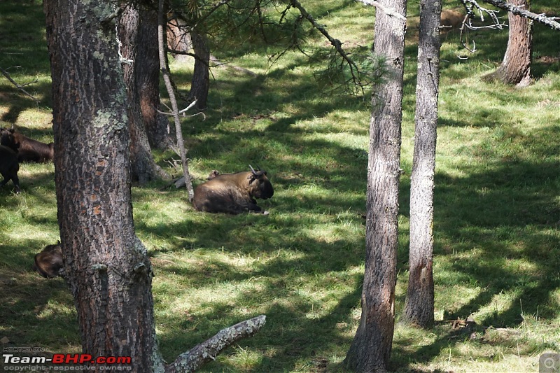 HexLogs - Drive from Bangalore to Bhutan in a Tata Hexa-takin-2.jpg