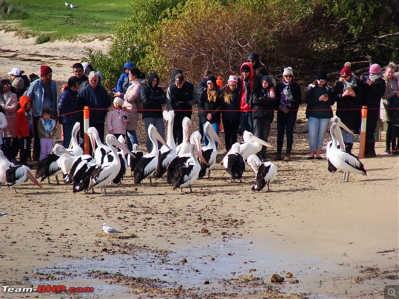 Australia: A road-trip to Phillip Island, Victoria-pelicans-san-remo-3.jpg