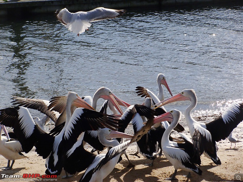 Australia: A road-trip to Phillip Island, Victoria-pelicans-san-remo-6.jpg