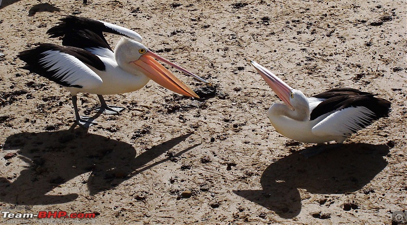 Australia: A road-trip to Phillip Island, Victoria-pelicans-san-remo-7.jpg