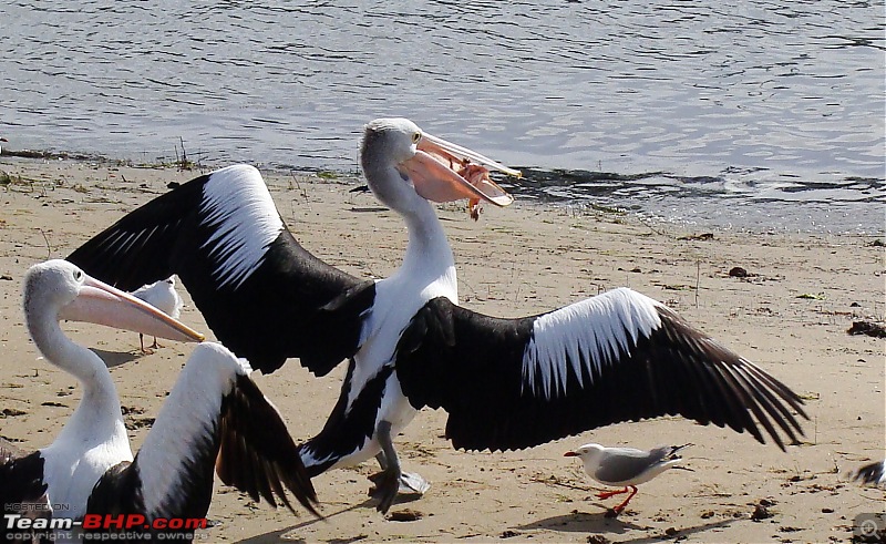 Australia: A road-trip to Phillip Island, Victoria-pelicans-san-remo-11.jpg