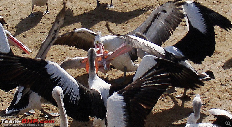 Australia: A road-trip to Phillip Island, Victoria-pelicans-san-remo-13.jpg