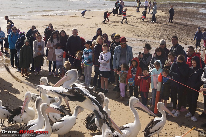 Australia: A road-trip to Phillip Island, Victoria-pelicans-san-remo-17.jpg