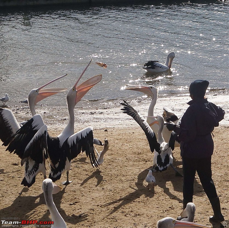 Australia: A road-trip to Phillip Island, Victoria-pelicans-san-remo-21.jpg