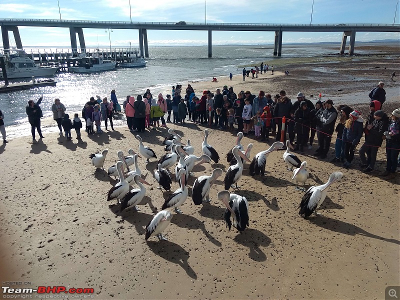 Australia: A road-trip to Phillip Island, Victoria-pelicans-san-remo-25.jpg