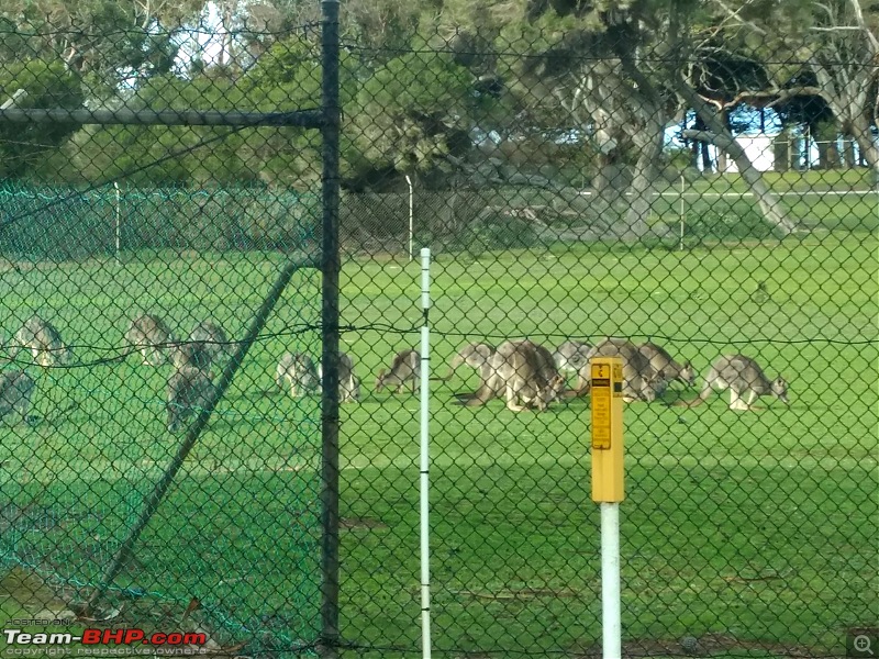 Australia: A road-trip to Phillip Island, Victoria-pic-vic-5.jpg