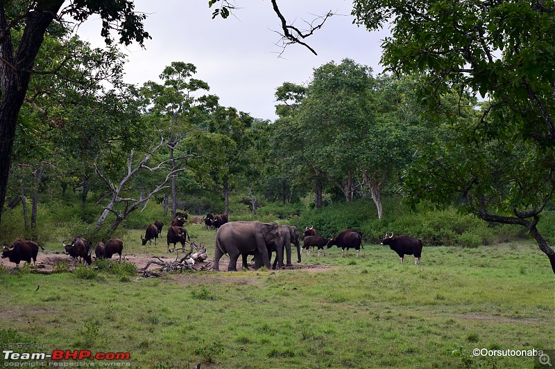 Exploring Parsons Valley, Nilgiris-b3.jpg