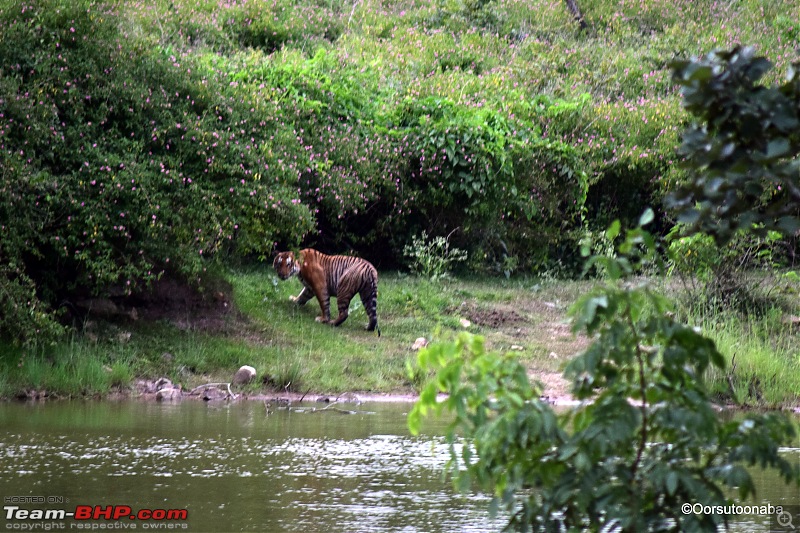 Exploring Parsons Valley, Nilgiris-b5.jpg