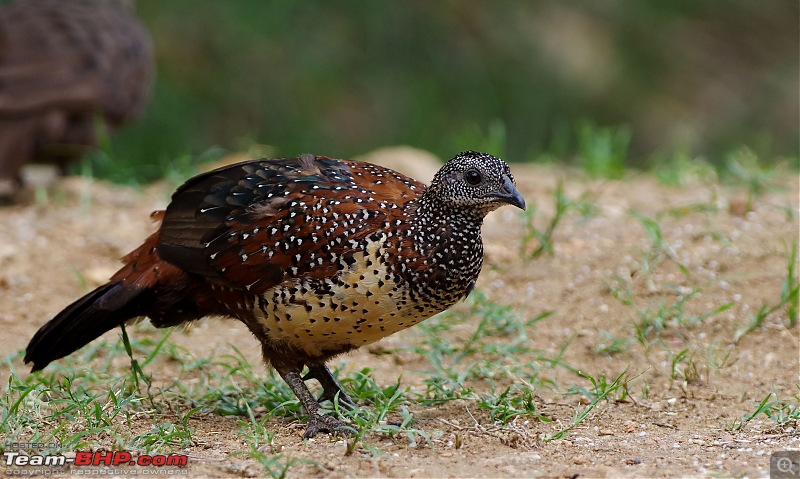 Hampi - Birds, Bears and Beautiful Temples-painted-spurfowl-male.jpg