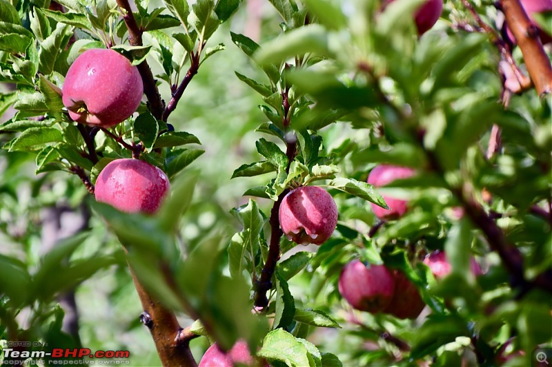 Spiti Valley in my Ford Endeavour-51-apple-orchard.jpg