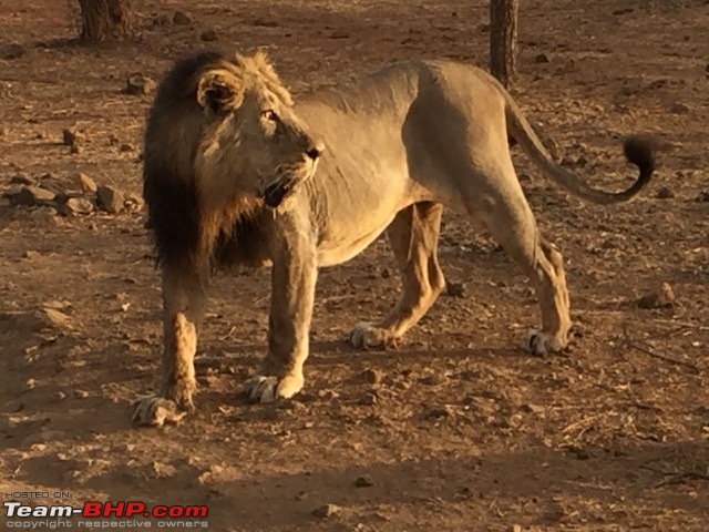 Sasan Gir: The home of Asiatic Lions-11d3a42bf4674e7ca6f8375e8300a10d.jpeg