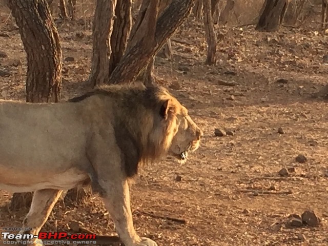 Sasan Gir: The home of Asiatic Lions-af0a9eedf40e495787b2ea9dc290b360.jpeg