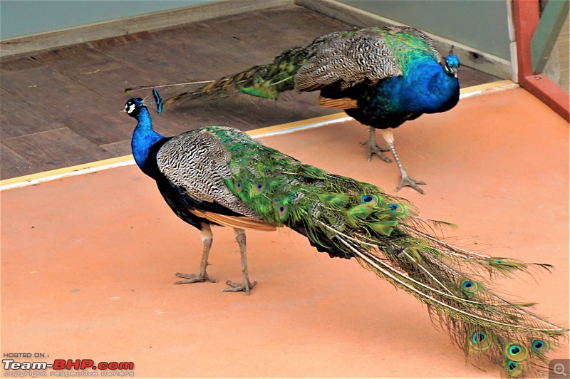 A slice of Australia-pair-peacocks.jpg