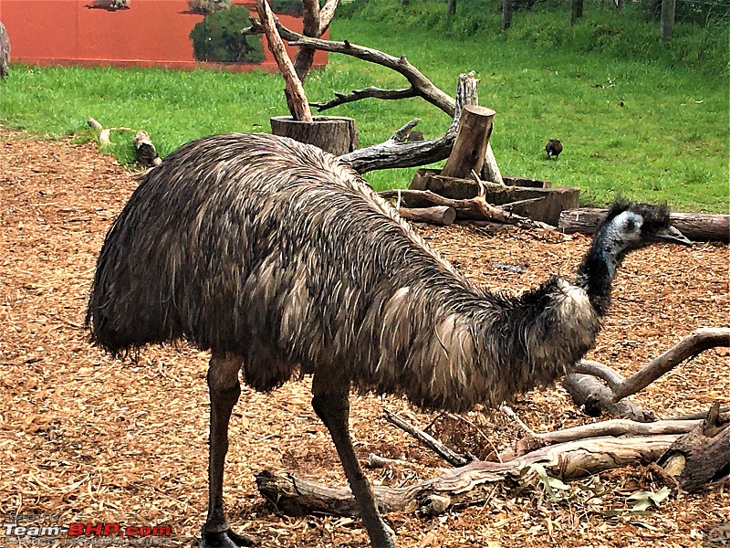 A slice of Australia-emu.jpg