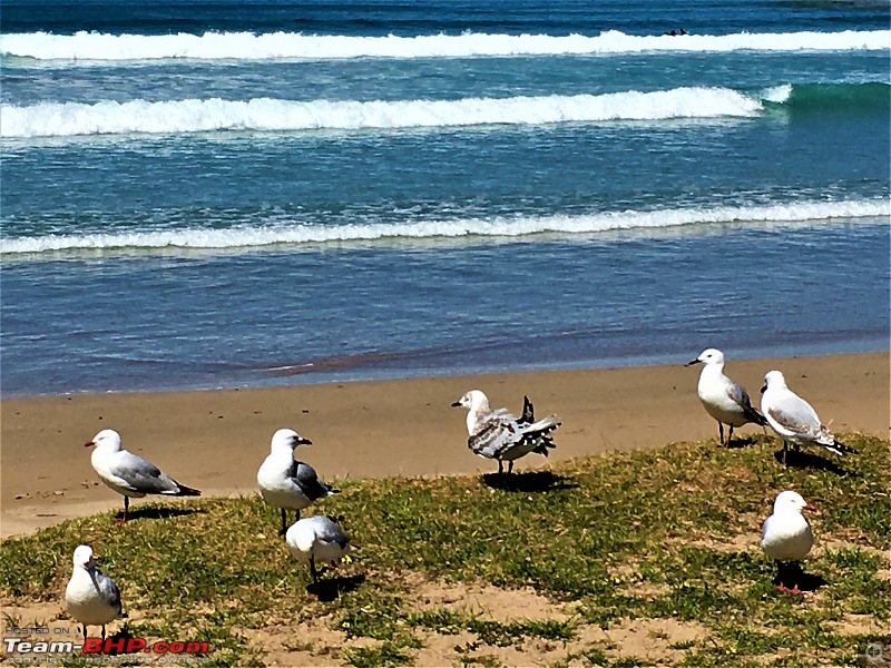 A slice of Australia-gulls-st-kilda-beach-victoria.jpg