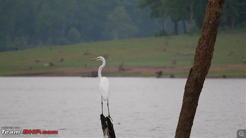 My 1st visit to Kabini - Amidst the Wilderness-p1050555.jpg