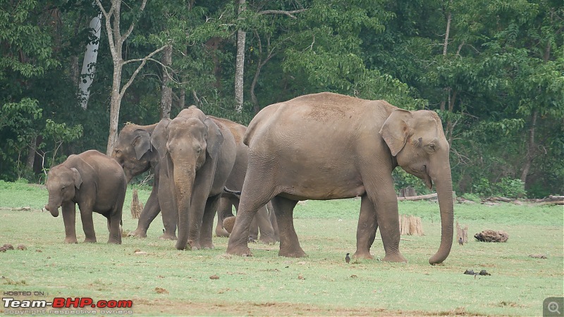 My 1st visit to Kabini - Amidst the Wilderness-p1050741.jpg