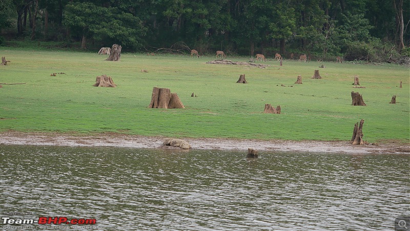 My 1st visit to Kabini - Amidst the Wilderness-p1050805.jpg