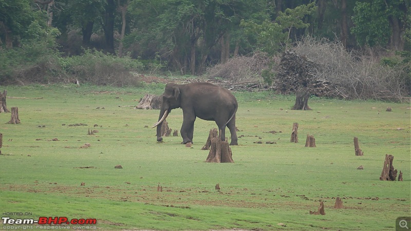 My 1st visit to Kabini - Amidst the Wilderness-p1050835.jpg