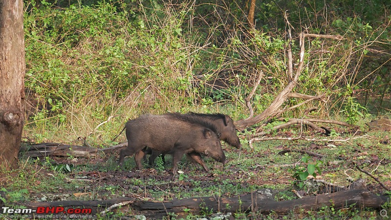 My 1st visit to Kabini - Amidst the Wilderness-p1060414.jpg