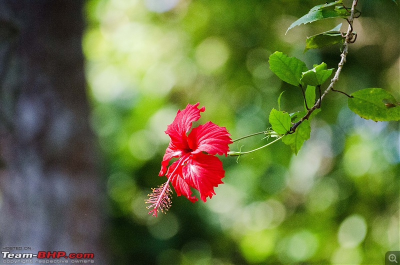 To the Forests of Eastern Odisha-_dsc0070.jpg