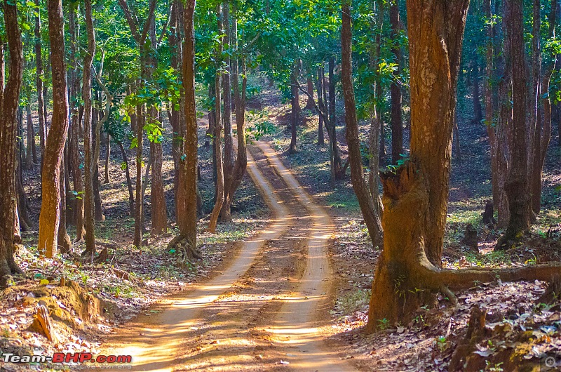 To the Forests of Eastern Odisha-_dsc0075.jpg