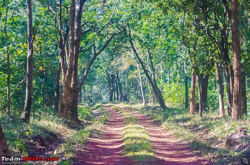 To the Forests of Eastern Odisha-_dsc0133.jpg