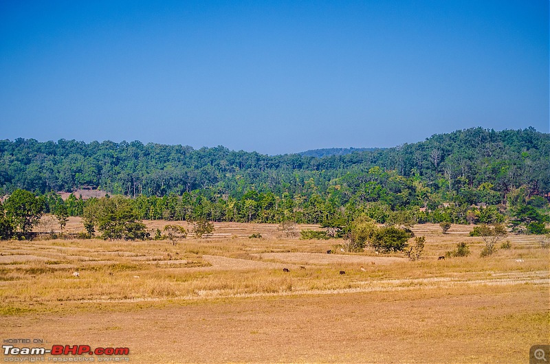 To the Forests of Eastern Odisha-_dsc0257.jpg