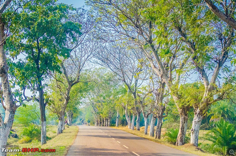 To the Forests of Eastern Odisha-_dsc9974.jpg